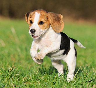 beagle dachshund mix puppies