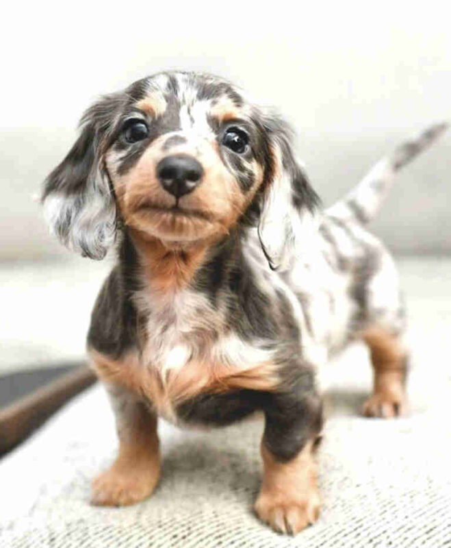 cheap dachshund puppies for sale