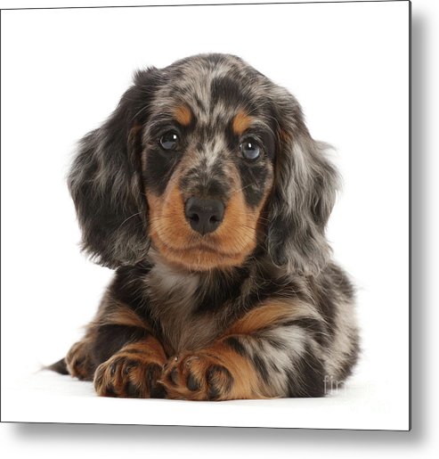 dachshund dapple puppies for sale