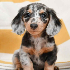 dachshund merle puppies for sale
