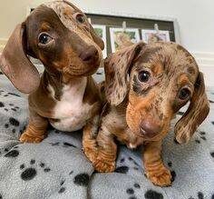dachshund puppies craigslist