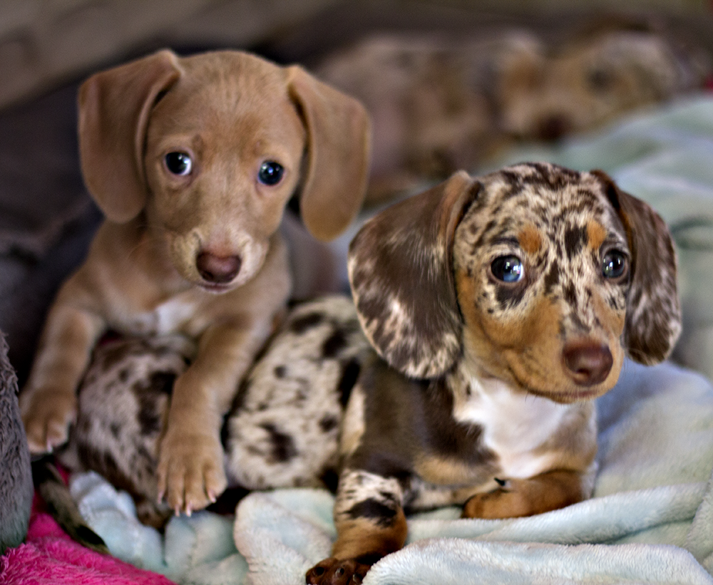 dachshund puppies florida