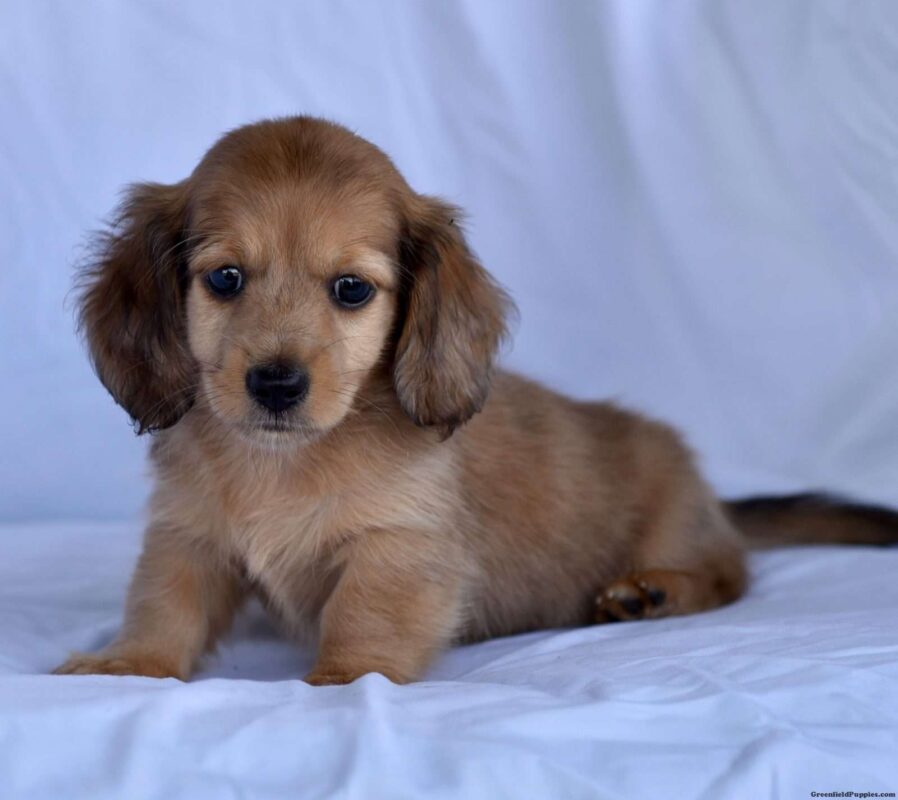 dachshund puppies for sale cheap in indiana under $300
