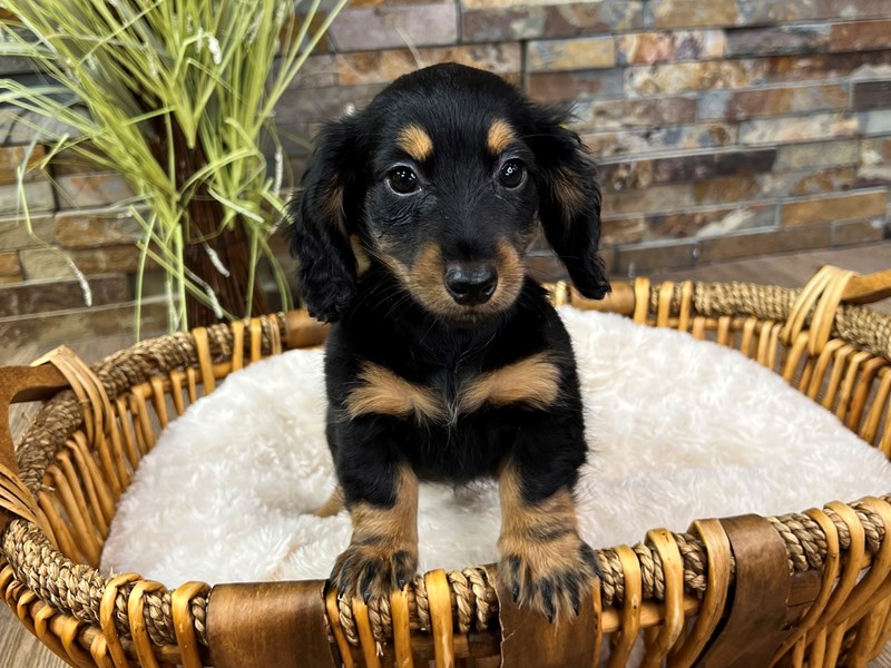 dachshund puppies for sale houston