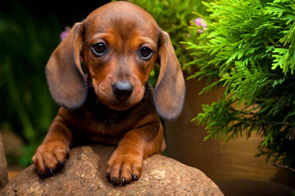 dachshund puppies for sale in new york