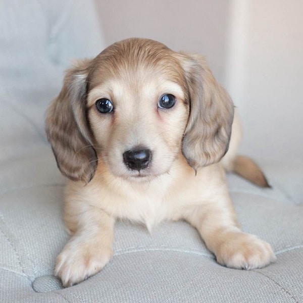 dachshund puppies for sale in pa under $500