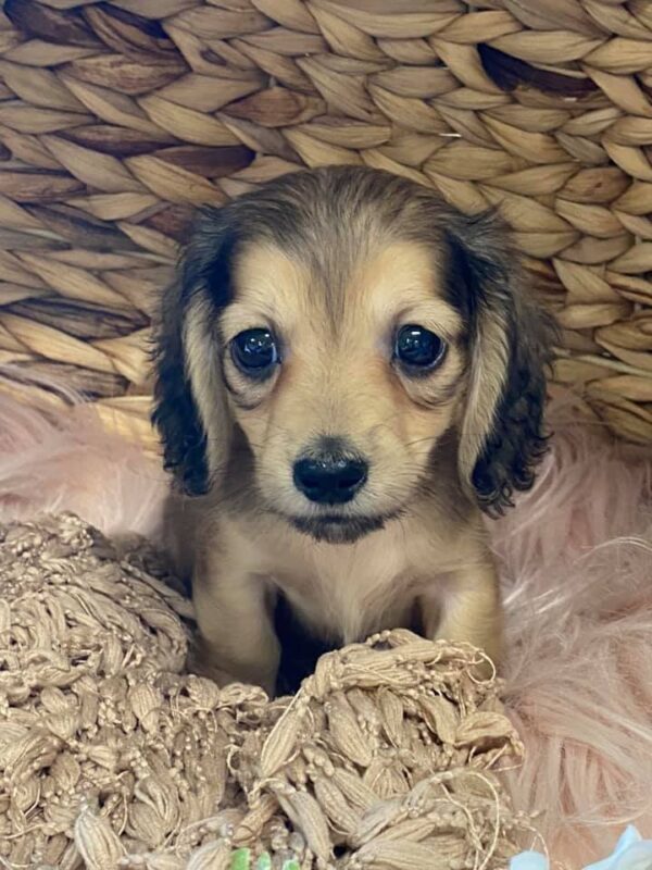 dachshund puppies for sale nc