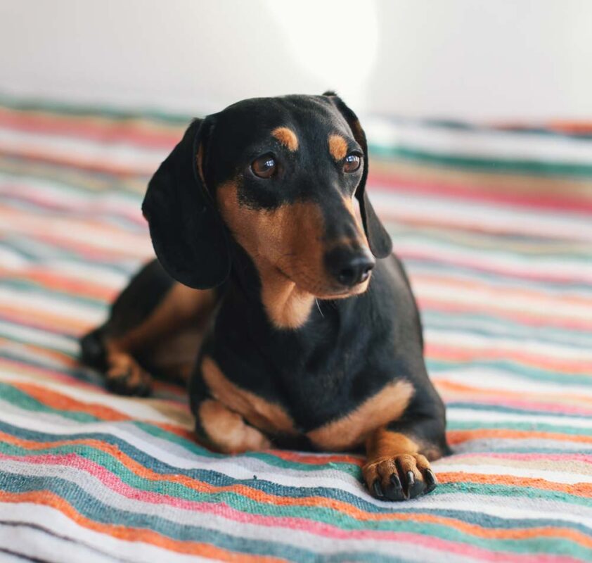 dachshund puppies for sale ohio
