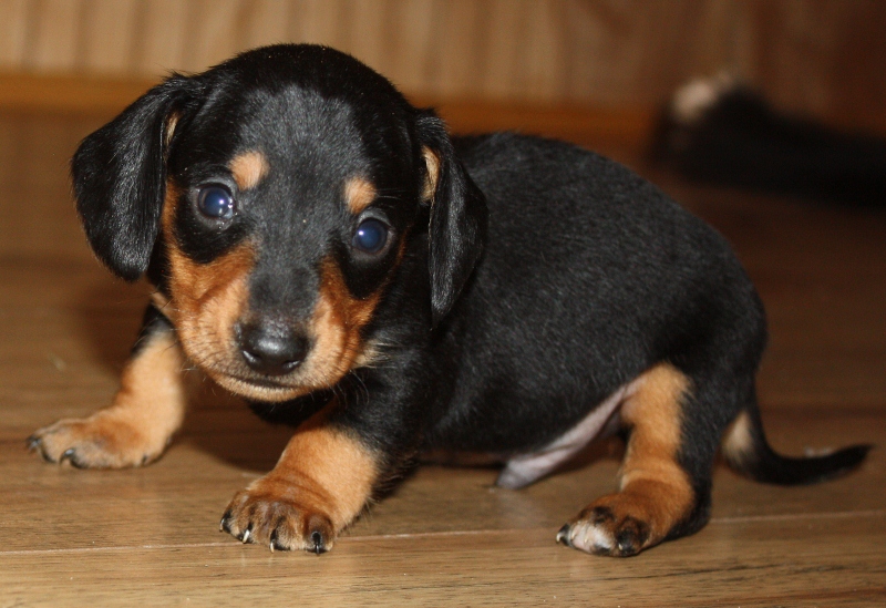 dachshund puppies for sale oklahoma