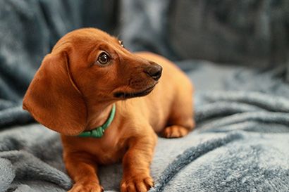 dachshund puppies for sale texas