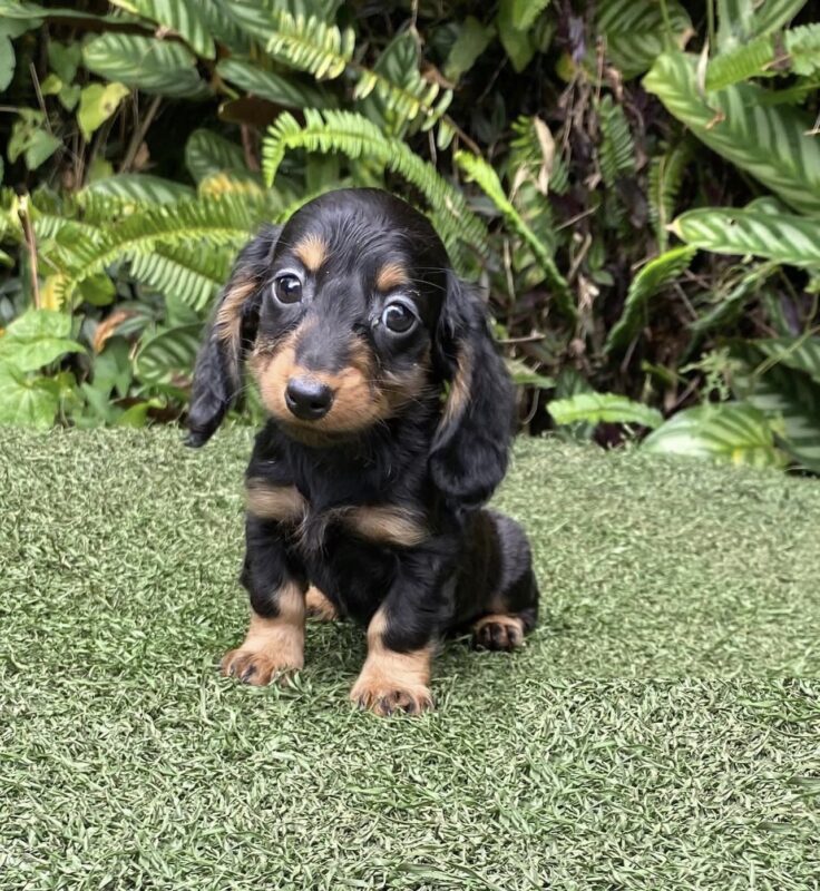 dachshund puppies for sale under $500