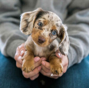 dachshund puppies for sale virginia