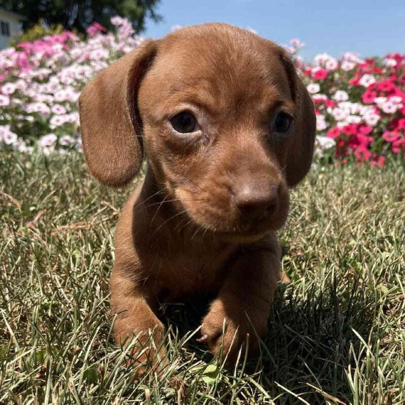 dachshund puppies for sale washington