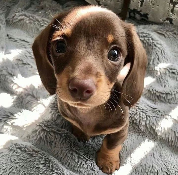 dachshund puppies wisconsin