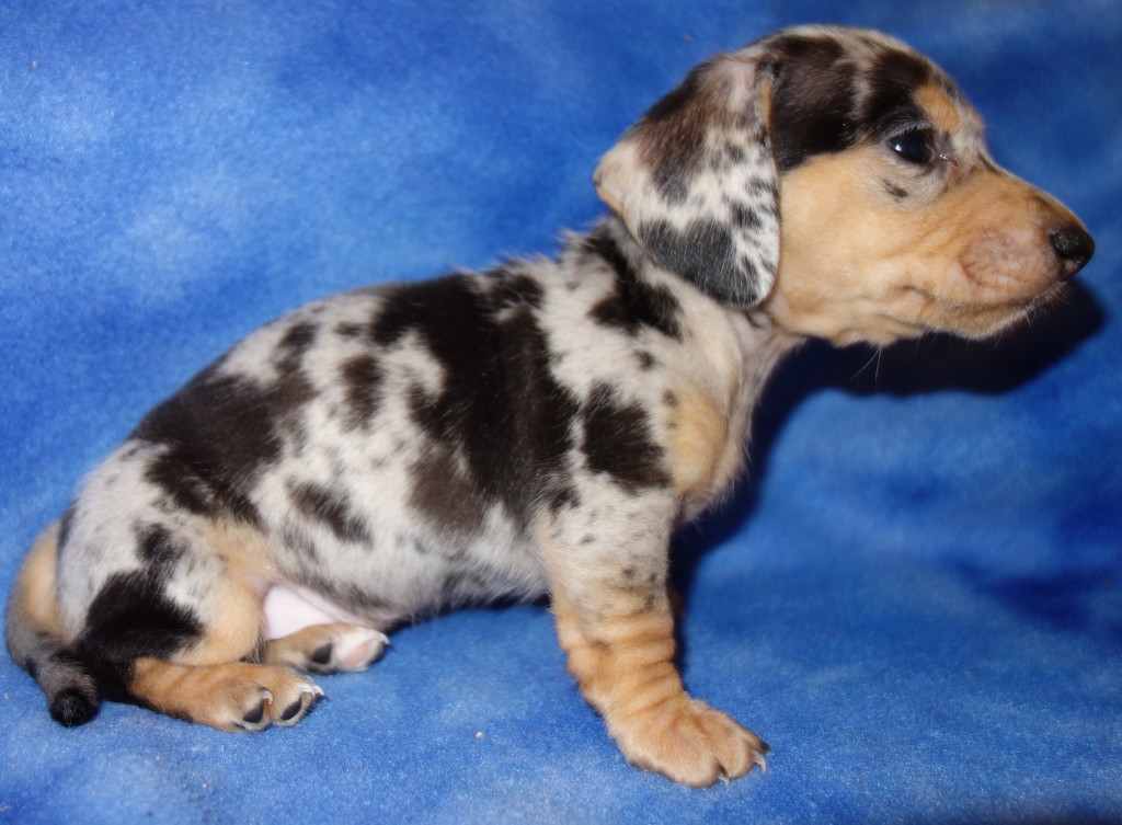dapple dachshund puppies for sale