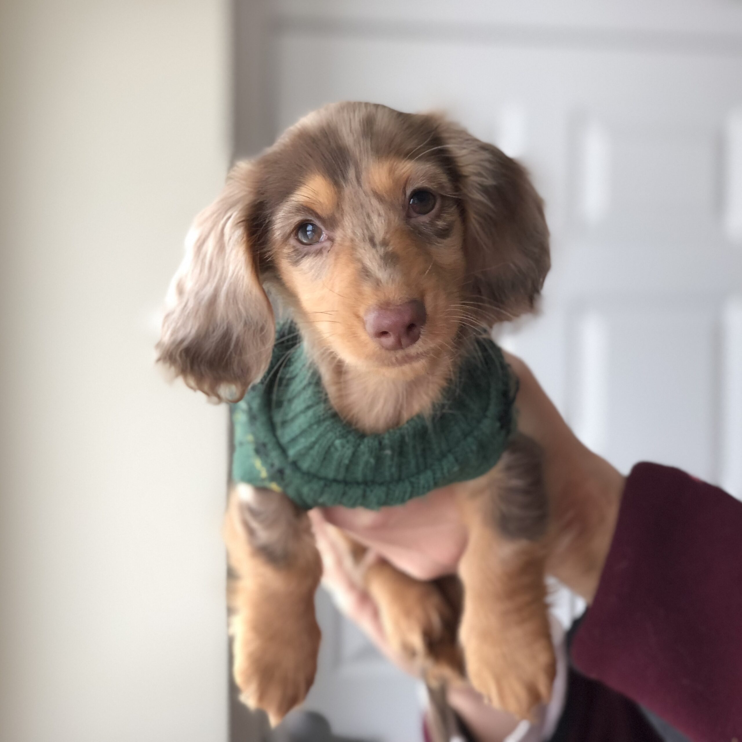 dapple mini dachshund puppies for sale
