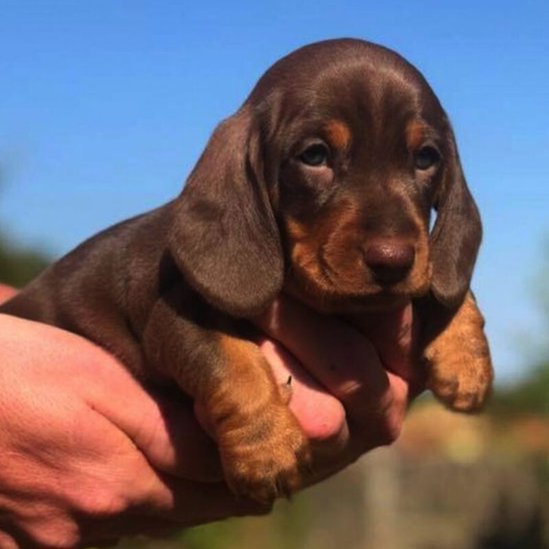 how much are dachshund puppies