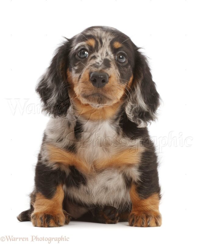 long haired dachshund puppies