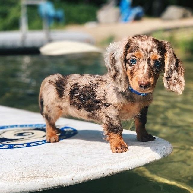 long haired dachshund puppies for sale near me