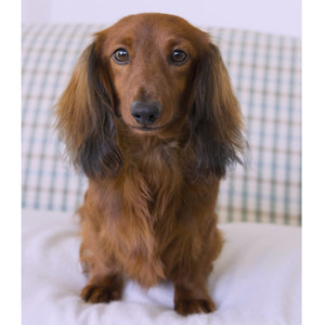 long haired dachshund puppies for sale