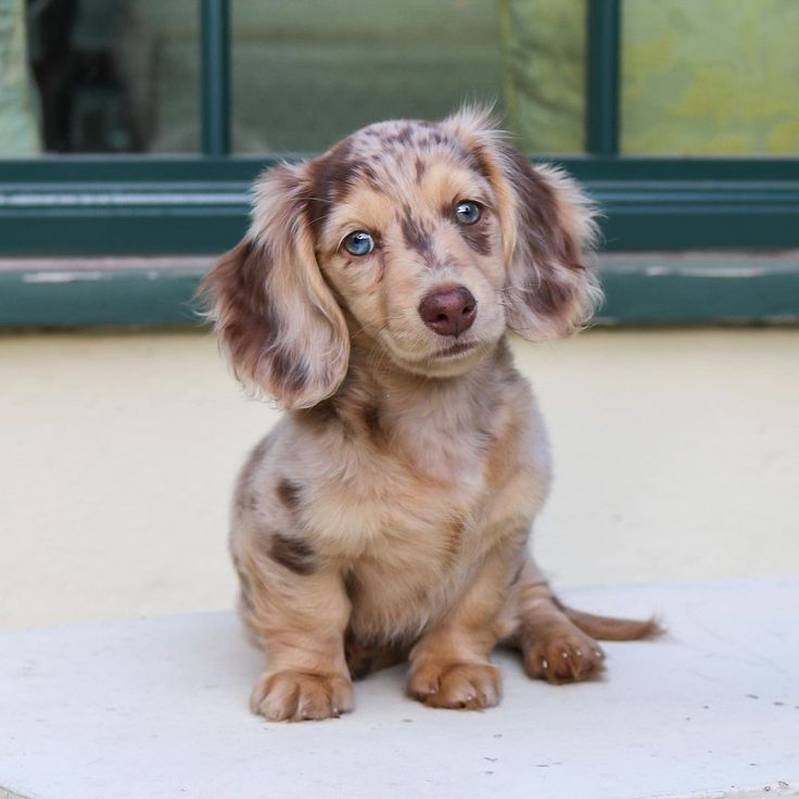 long haired dapple dachshund puppies for sale
