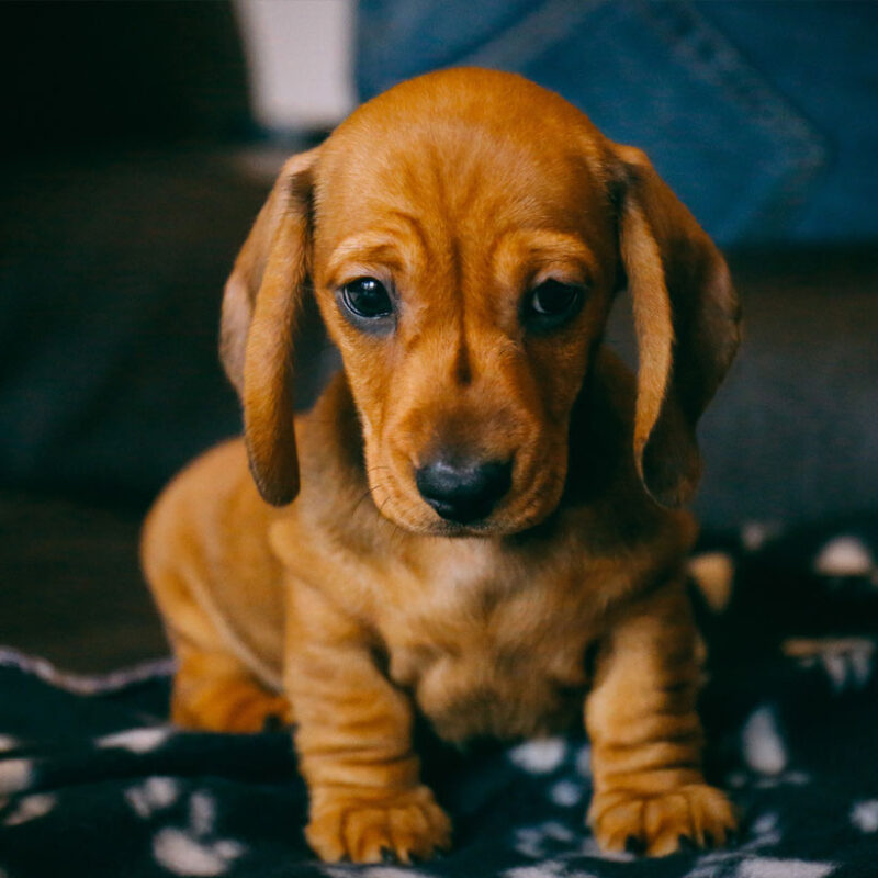 mini dachshund puppies for sale