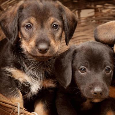 mini dachshund puppies for sale az