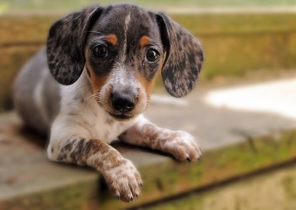 mini dachshund puppies for sale oklahoma