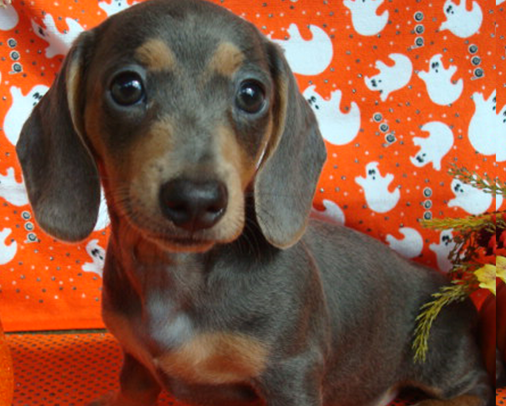 miniature dachshund puppies for sale florida