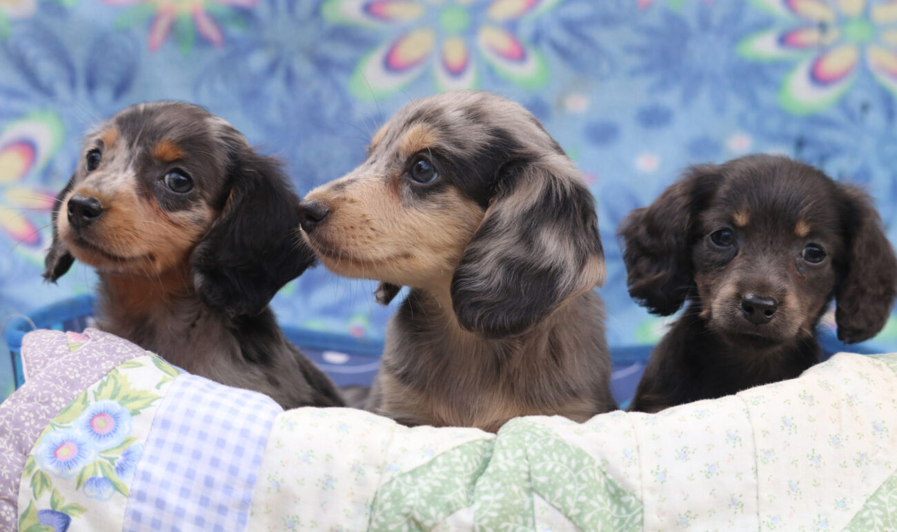 miniature dachshund puppies for sale in georgia