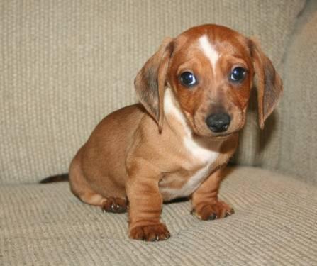 miniature dachshund puppies for sale in nc
