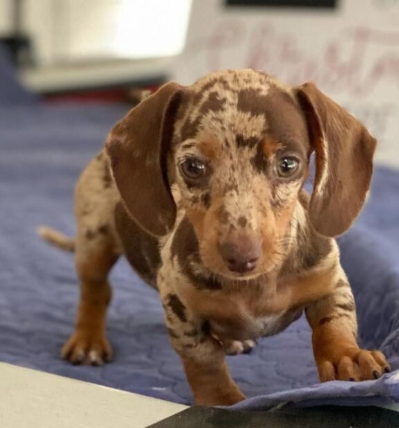 miniature dapple dachshund puppies for sale