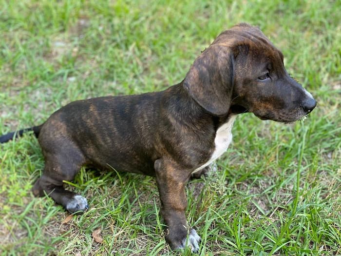 pitbull dachshund mix puppies