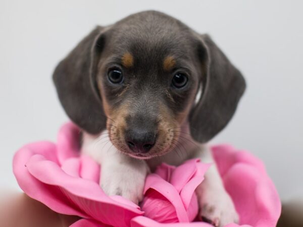 teacup miniature dachshund puppies for sale
