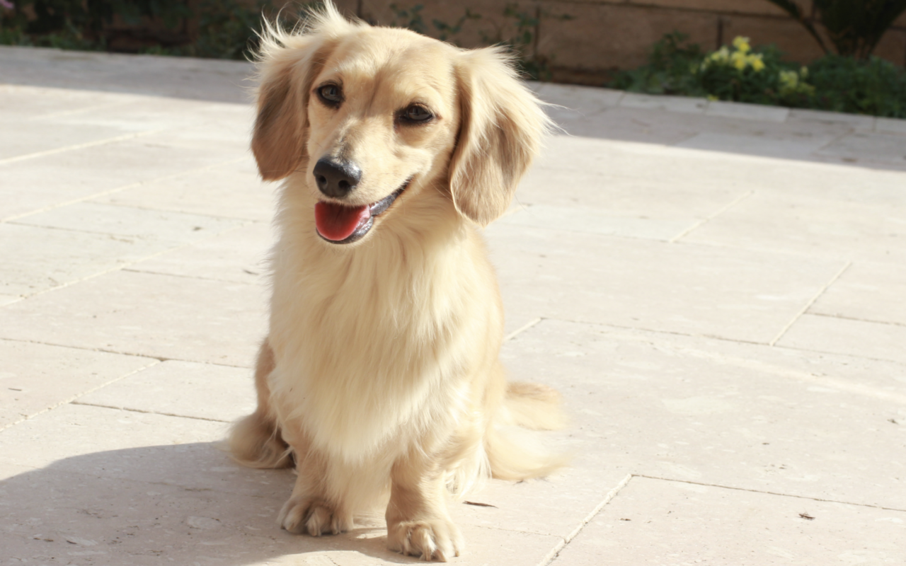cream dachshund puppies for sale