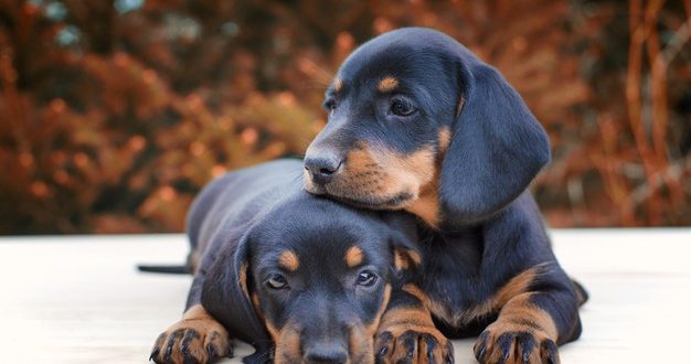 dachshund puppies cost