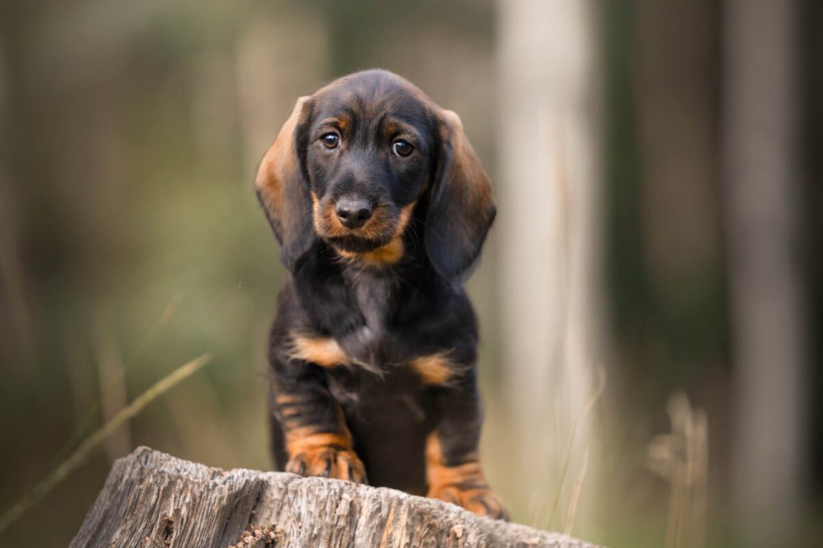 dachshund puppies for sale colorado