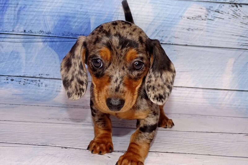 dachshund puppies for sale in illinois
