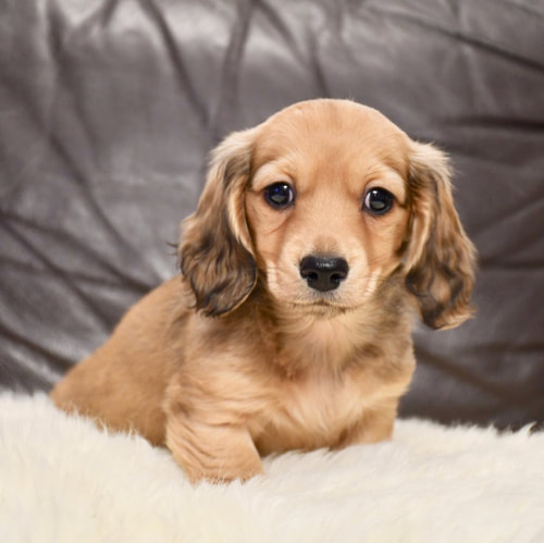 dachshund puppies for sale in mississippi