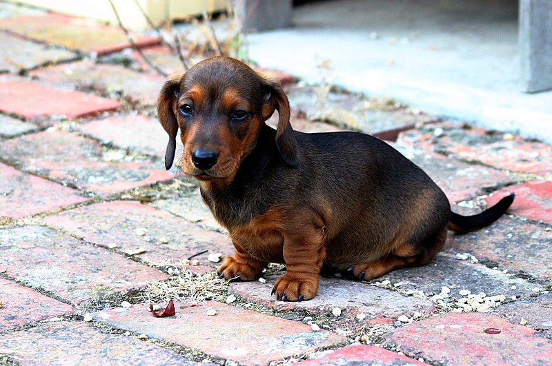 dachshund puppies for sale in pa under $300