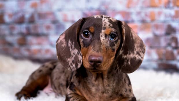 dachshund puppies for sale louisiana