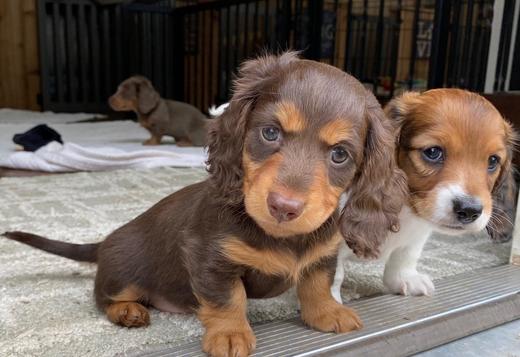 dachshund puppies for sale michigan