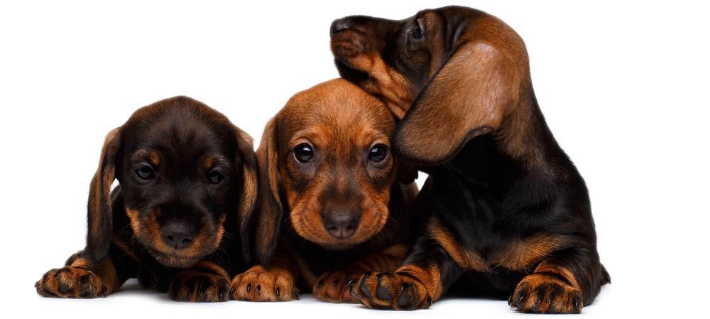 dachshund puppies for sale nj