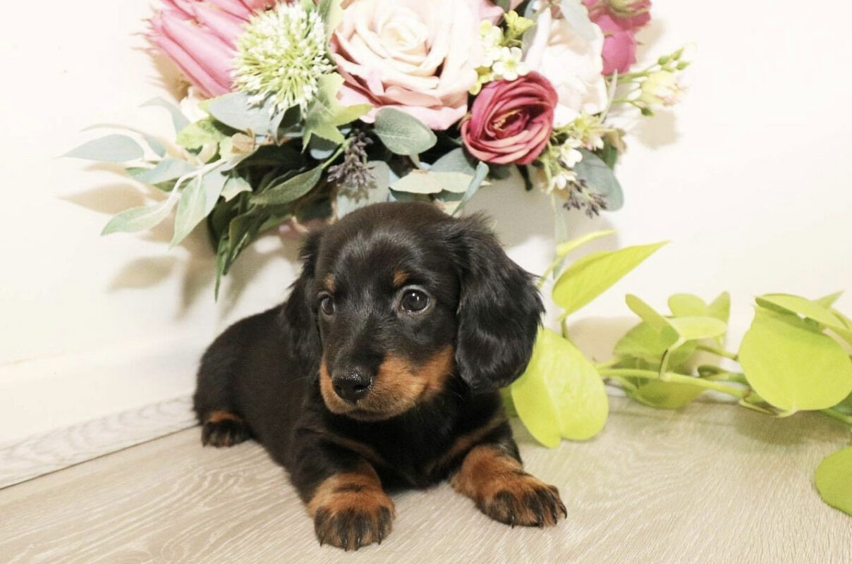 dachshund puppies for sale oklahoma under $500