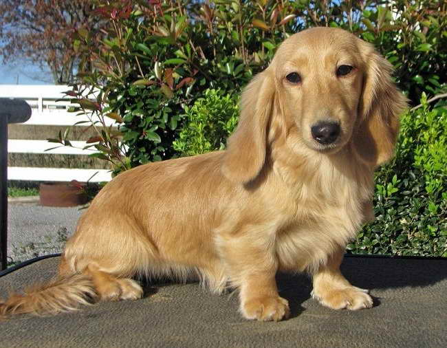 english cream dachshund puppies for sale