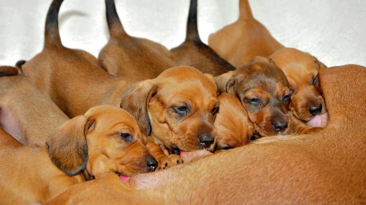 how many puppies can a dachshund have