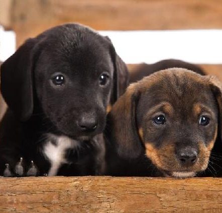 miniature dachshund puppies for sale arizona