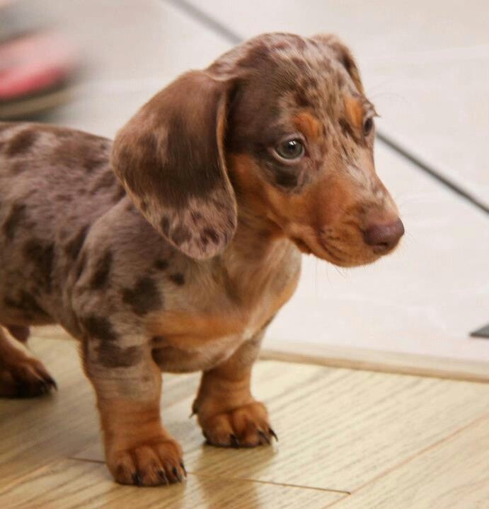 miniature dachshund puppies for sale georgia