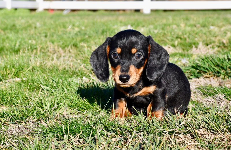 miniature dachshund puppies for sale in california