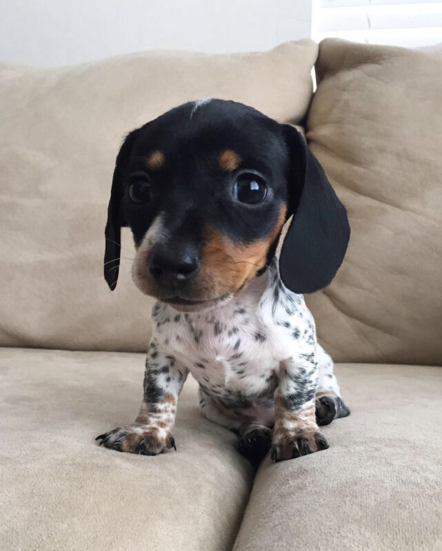 miniature dachshund puppies for sale in pa